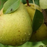 Karakteristike katedralne kruške